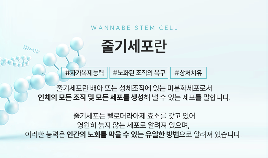 줄기세포란 - 배아 또는 성체조직에 미분화세포로서 인체의 모든 조직 및 모든 세포를 생성해 낼 수 있는 세포를 말합니다. 줄기세포는 텔로머라아제 효소를 가지고 있어 영원히 늙지 않는 세포로 알려져 있으며, 이러한 능력은 인간의 노화를 막을 수 있는 유일한 방법으로 알려져 있습니다.